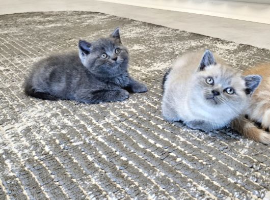 British Shorthair Aile Sıcaklığnda Büyüyen Sağlık Garantili görsel