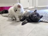 British Shorthair Aile Sıcaklığnda Büyüyen Sağlık Garantili