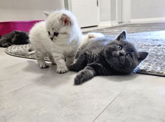 British Shorthair Aile Sıcaklığnda Büyüyen Sağlık Garantili görsel