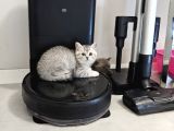 British Shorthair Aile Sıcaklığnda Büyüyen Sağlık Garantili