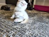 Aile sıcaklığnda büyüyen  scottish fold british yvrlr