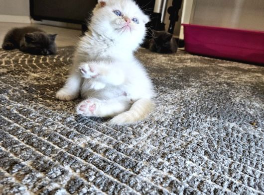 Aile Sıcaklığnda Büyüyen  Scottish Fold British Yvrlr