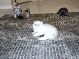 Aile Sıcaklığnda Büyüyen  Scottish Fold British Yvrlr