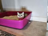 British Shorthair Aile Sıcaklığnda Büyüyen Sağlık Garantili