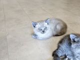 British Shorthair Aile Sıcaklığnda Büyüyen Sağlık Garantili