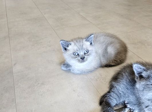 British Shorthair Aile Sıcaklığnda Büyüyen Sağlık Garantili görsel