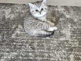 British Shorthair Aile Sıcaklığnda Büyüyen Sağlık Garantili