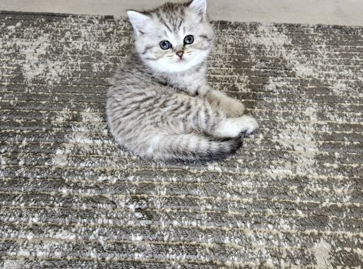 British Shorthair Aile Sıcaklığnda Büyüyen Sağlık Garantili görsel