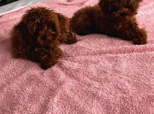 A Kalite Poodle Bebekler görsel