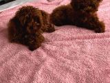 A Kalite Poodle Bebekler