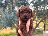 A kalite poodle bebekler