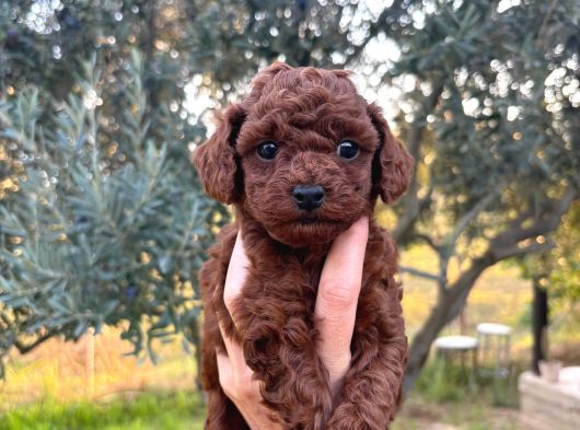 A Kalite Poodle Bebekler