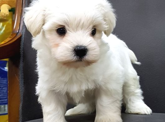 MALTESE TERRIER YAVRULARI