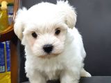 Maltese Terrier Yavrulari