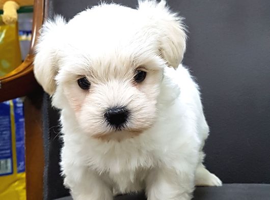 Maltese Terrier Yavrulari görsel