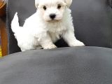 Maltese Terrier Yavrulari