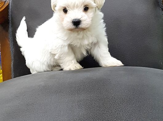 Maltese Terrier Yavrulari görsel