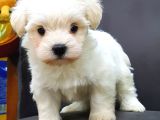 Maltese Terrier Yavrulari