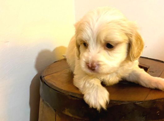 Topak Gibi Maltipoo Yavrularımız görsel