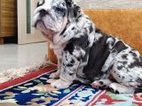 Blue Merle İngi̇li̇z Buldog