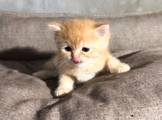 British Golden görsel