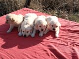 Golden bebekler