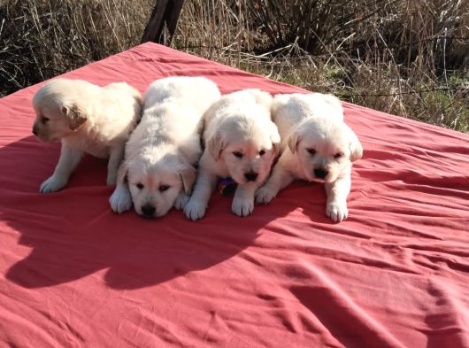 Golden Bebekler