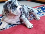 BLUE MERLE İNGİLİZ BULDOG