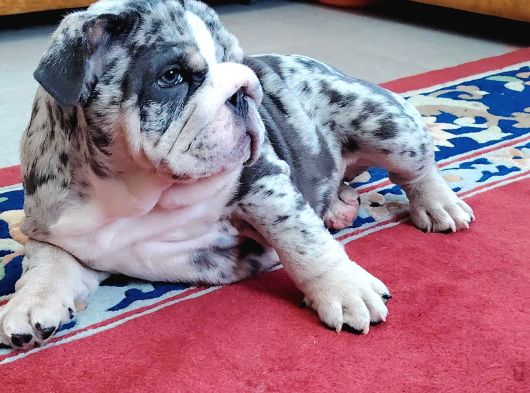 Blue Merle İngi̇li̇z Buldog