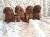 A Kalite Mini Boy Maltipoo Bebekler