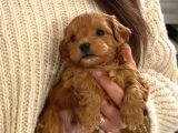A kalite mini boy maltipoo bebekler