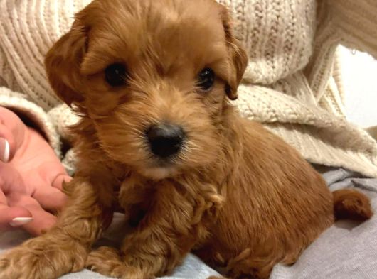 A Kalite Mini Boy Maltipoo Bebekler görsel