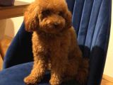 A Kalite Mini Boy Maltipoo Bebekler