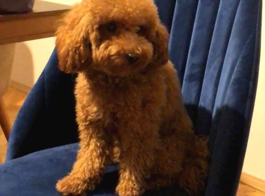 A Kalite Mini Boy Maltipoo Bebekler görsel