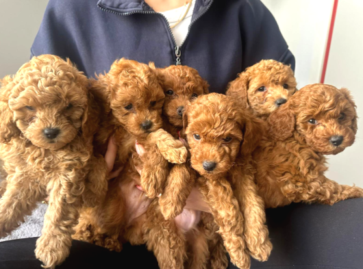 A Kalite Poodle Bebekler