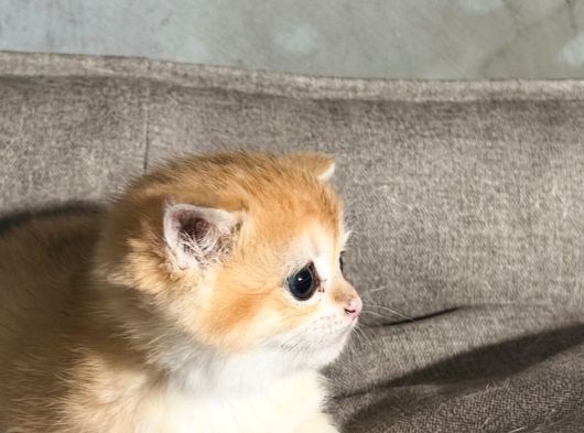 British Golden görsel