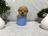 F1 Kalite Maltipoo Yavrularımız Teslime Hazır