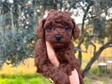 A Kalite Poodle Bebekler