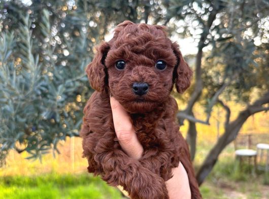 A Kalite Poodle Bebekler görsel