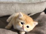 British Golden