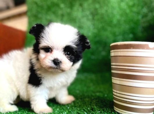 T-Cup Morki̇e Yavrular görsel