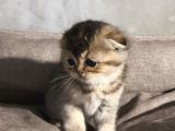 Scottish Golden Tabby