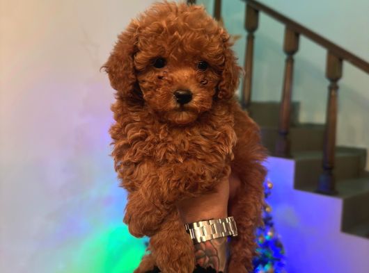F1 Kalite Maltipoo Yavrularımız Teslime Hazır görsel