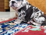 Blue Merle İngi̇li̇z Buldog