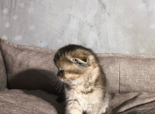Scottish Golden Tabby görsel