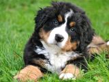 Bernese Yavrulari