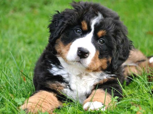 Bernese Yavrulari görsel