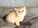 British golden