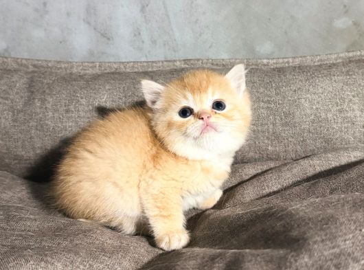 British Golden