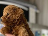 A Kalite Poodle Bebekler